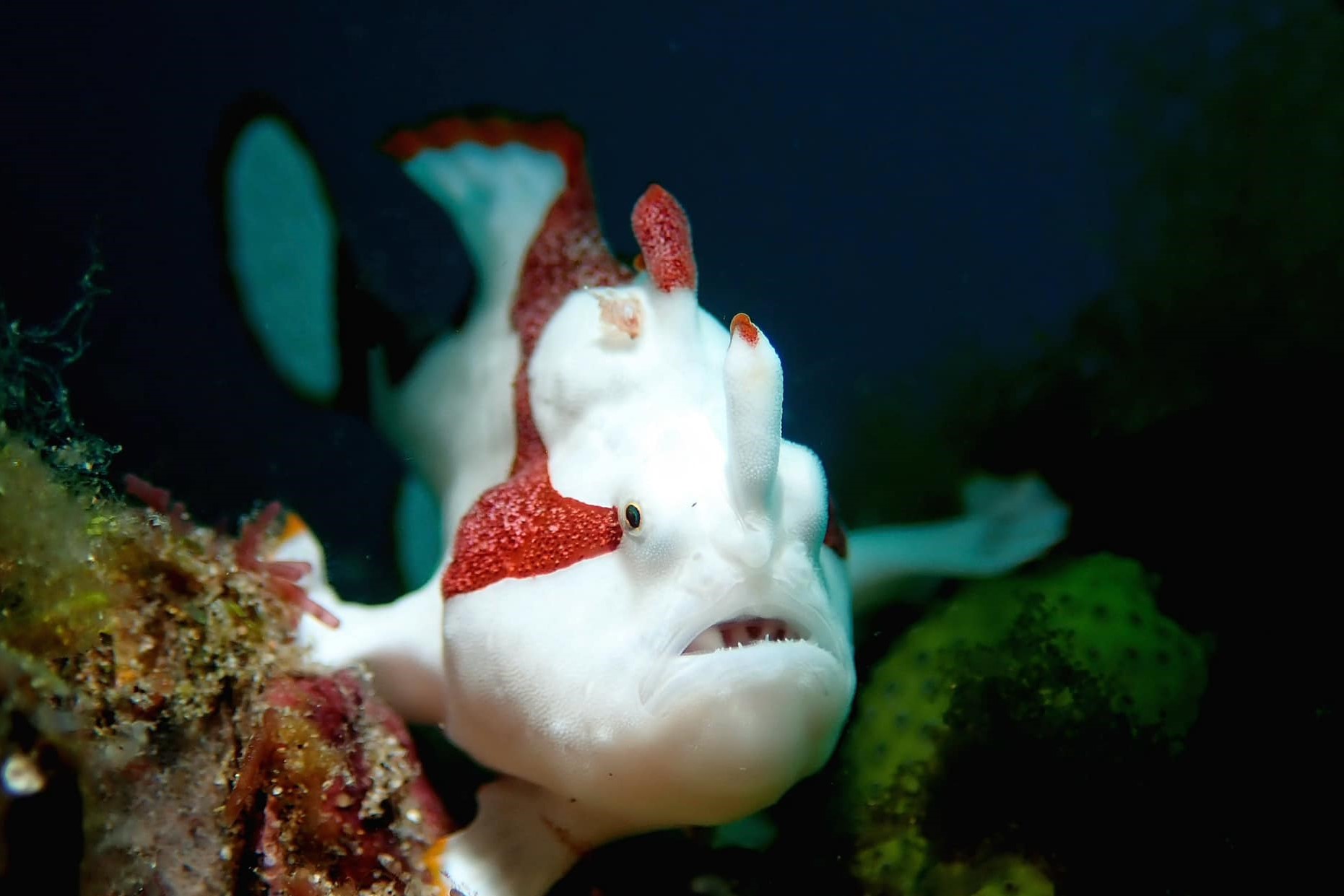 Frog Fish (<i>Antennariidae</i>)